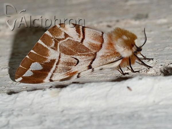 Endromis versicolora