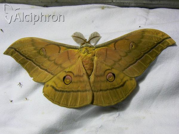 Antheraea yamamai