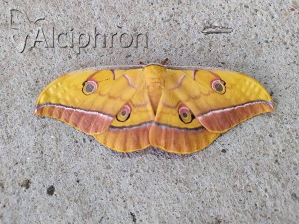 Antheraea yamamai