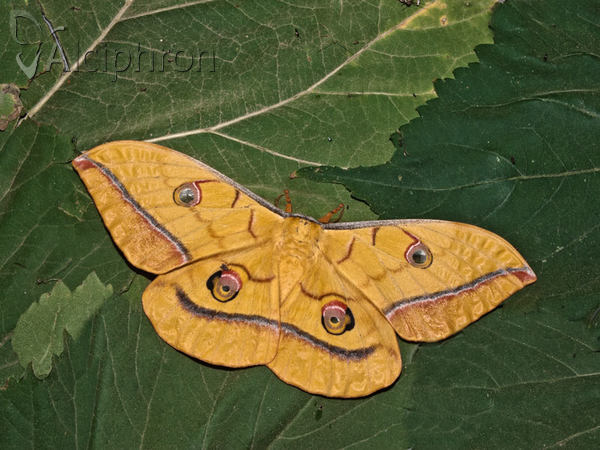 Antheraea yamamai