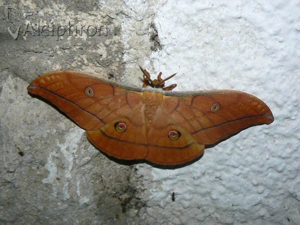 Antheraea yamamai