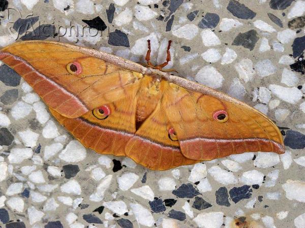 Antheraea yamamai