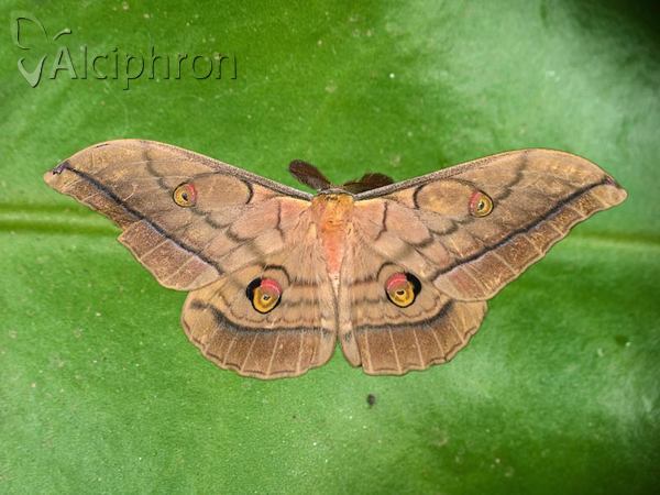 Antheraea yamamai