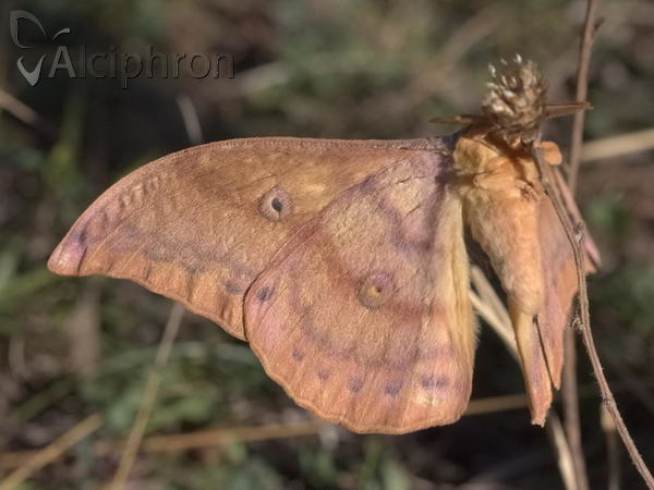 Antheraea yamamai