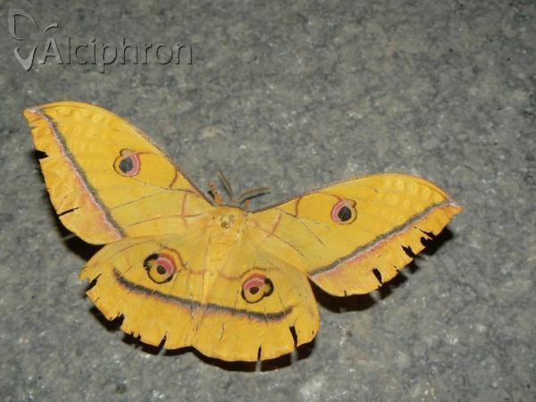 Antheraea yamamai