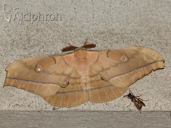 Antheraea yamamai