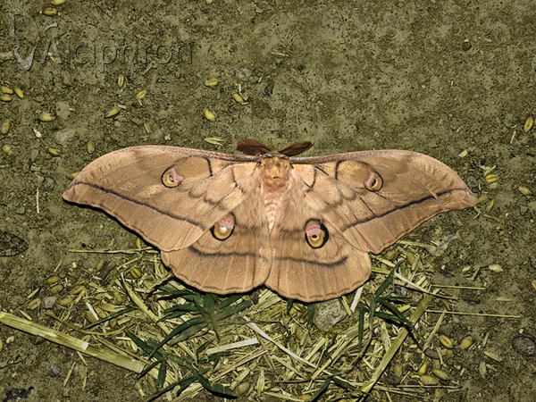 Antheraea yamamai