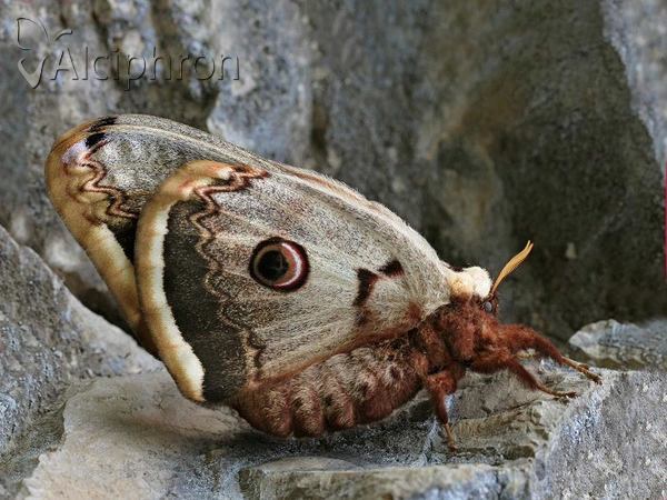 Saturnia pyri