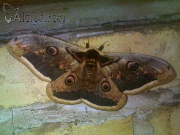 Saturnia pyri