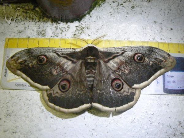 Saturnia pyri