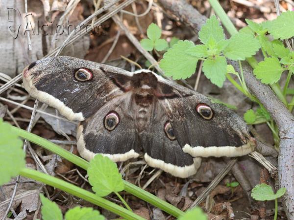 Saturnia pyri