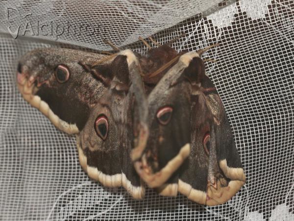 Saturnia pyri