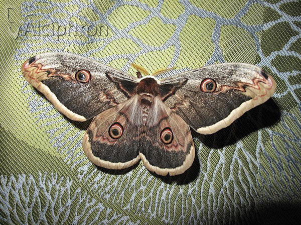 Saturnia pyri