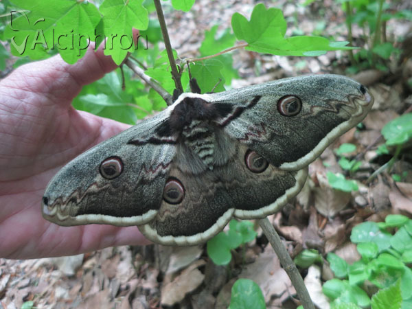 Saturnia pyri