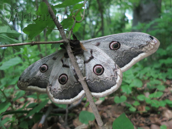 Saturnia pyri