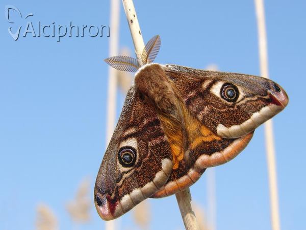 Saturnia pavonia