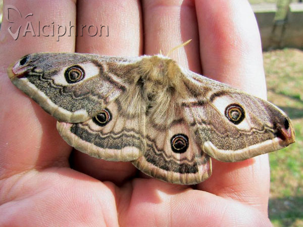 Saturnia pavonia