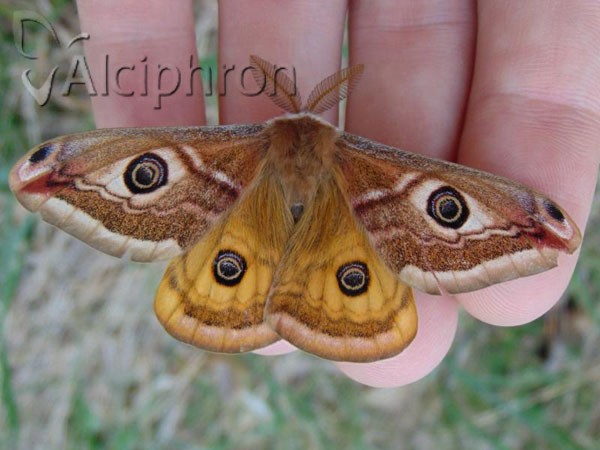 Saturnia pavonia
