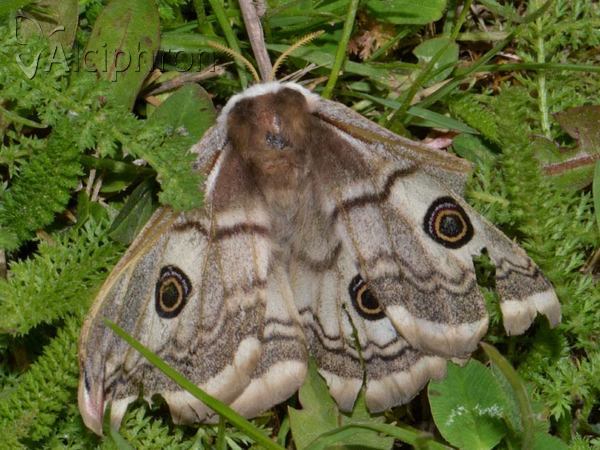 Saturnia pavonia