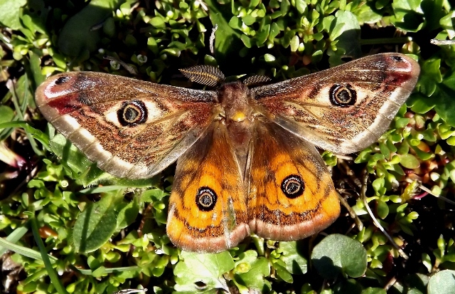 Saturnia pavonia