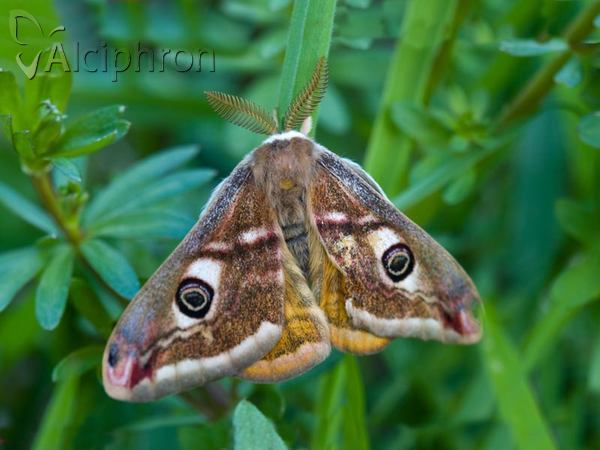 Saturnia pavonia