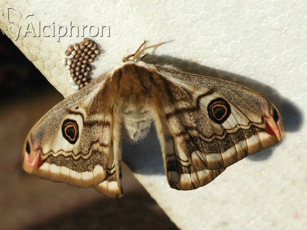Saturnia pavonia