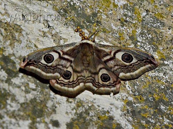 Saturnia pavonia