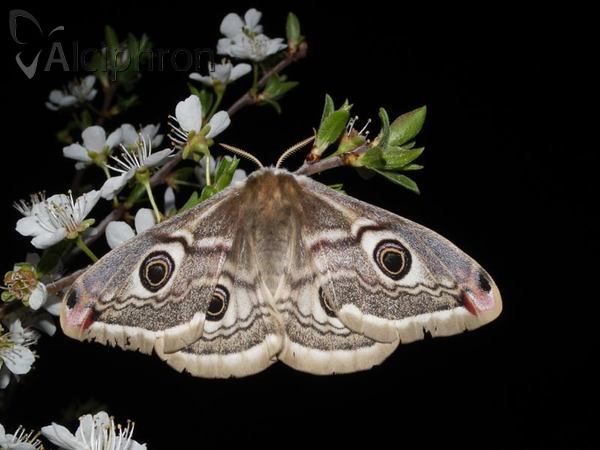 Saturnia pavoniella