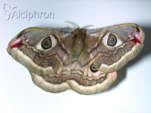 Saturnia pavoniella