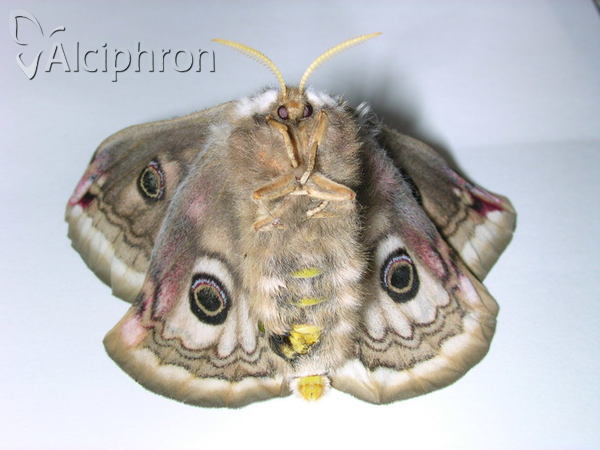Saturnia pavoniella