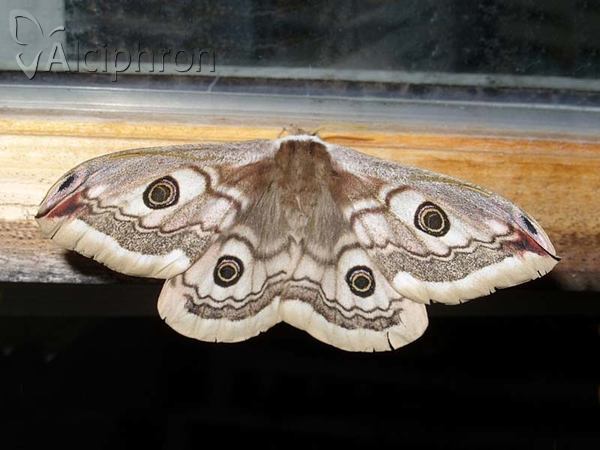 Saturnia pavoniella