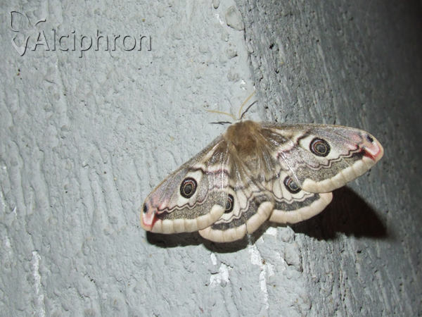 Saturnia pavoniella
