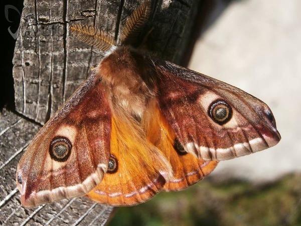 Saturnia pavoniella