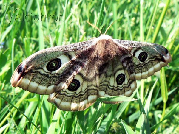 Saturnia pavoniella