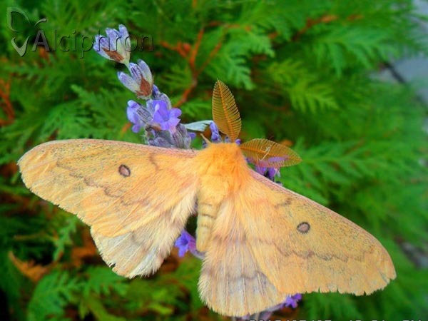 Saturnia caecigena