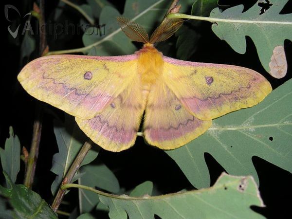 Saturnia caecigena