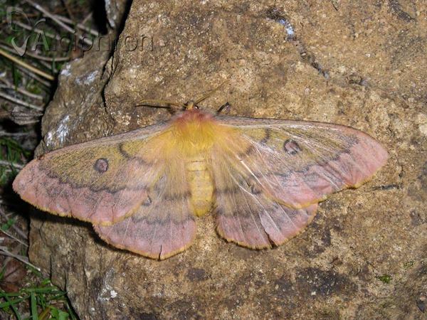 Saturnia caecigena