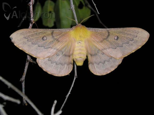 Saturnia caecigena