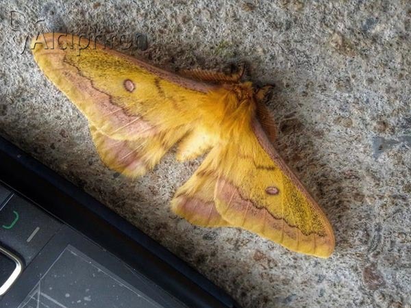 Saturnia caecigena