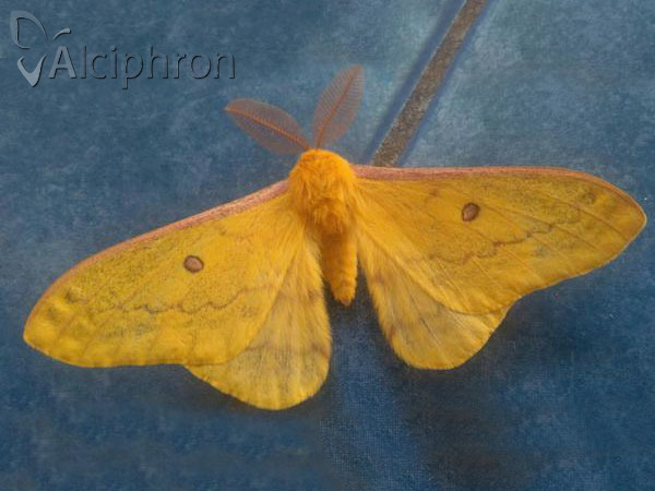 Saturnia caecigena