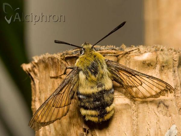 Hemaris tityus
