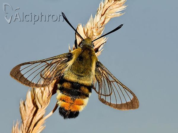 Hemaris tityus