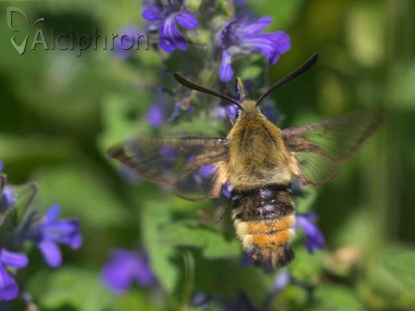 Hemaris tityus