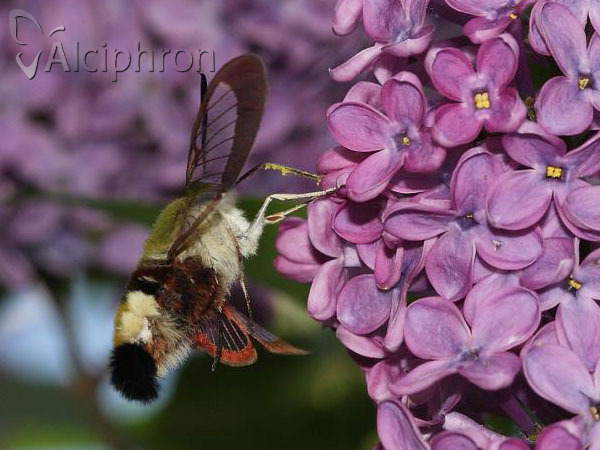 Hemaris fuciformis