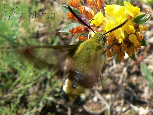 Hemaris fuciformis