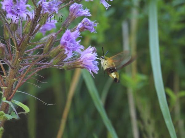 Hemaris fuciformis