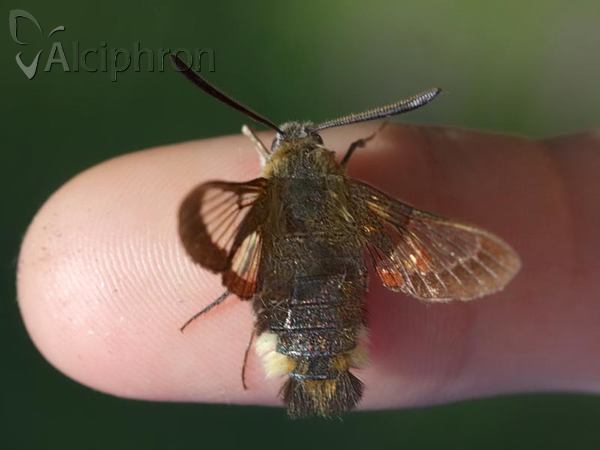 Hemaris fuciformis