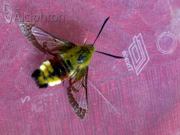 Hemaris fuciformis