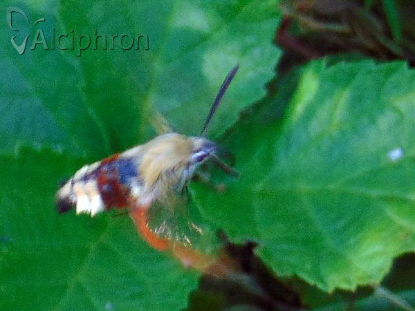 Hemaris fuciformis