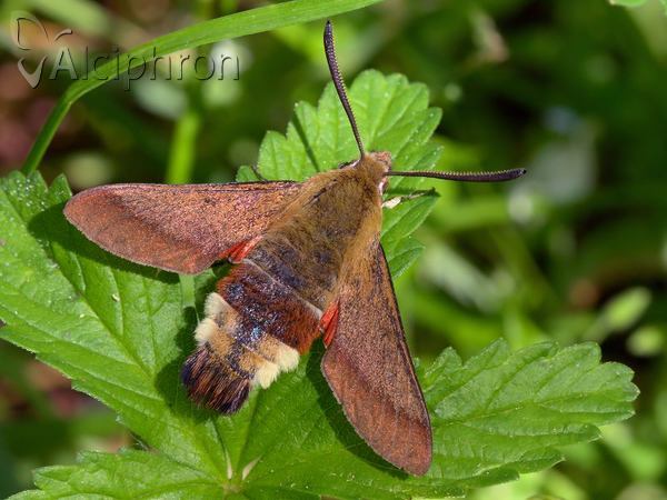 Hemaris croatica